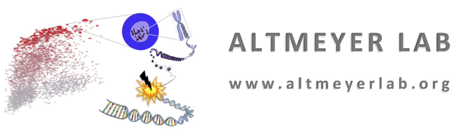 Altmeyer Lab Website