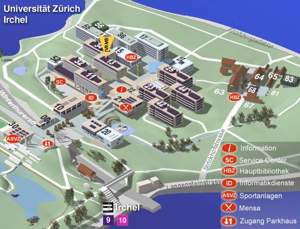 IVBMB,  University of Zurich-Irchel, Building 13, Floor L, Winterthurerstrasse 190, CH-8057 Zurich, Phone: +41 44 635 54 71 (Office)